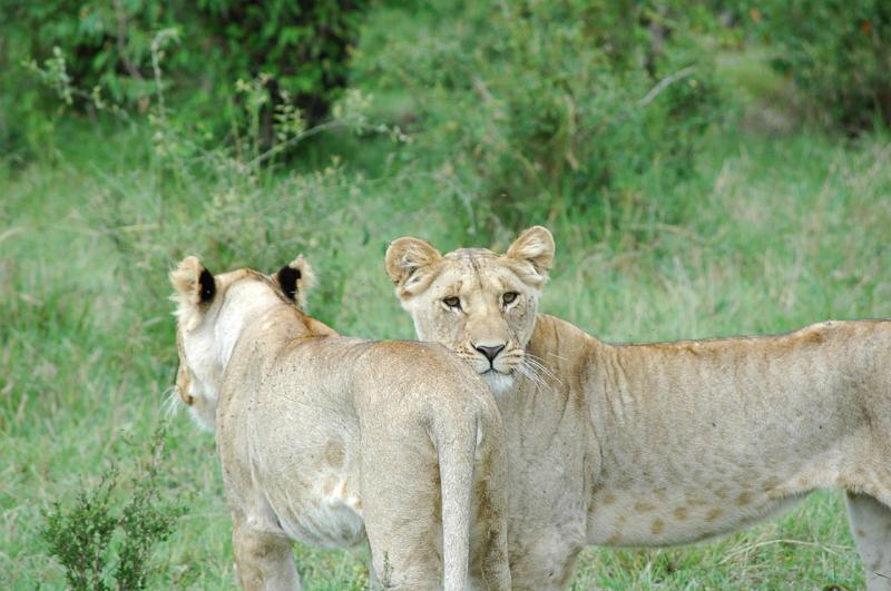 Worried lioness'.JPG